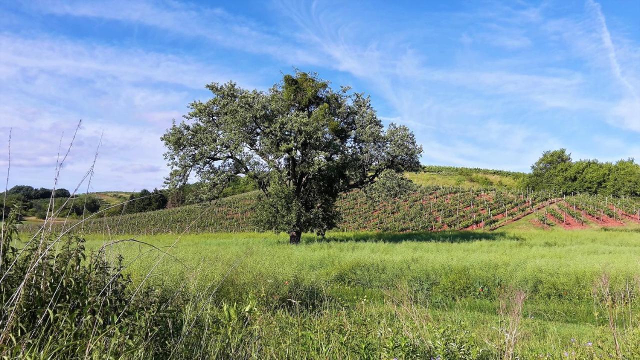 Haus Mit Seele Im Nahetal Weinsheim  Bagian luar foto